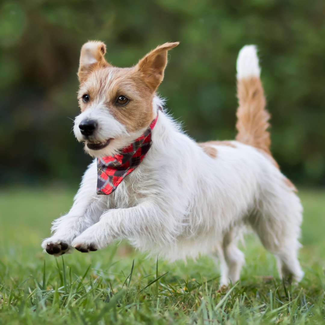 Small happy dog running in yard